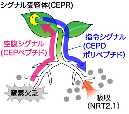 opinion599_image1